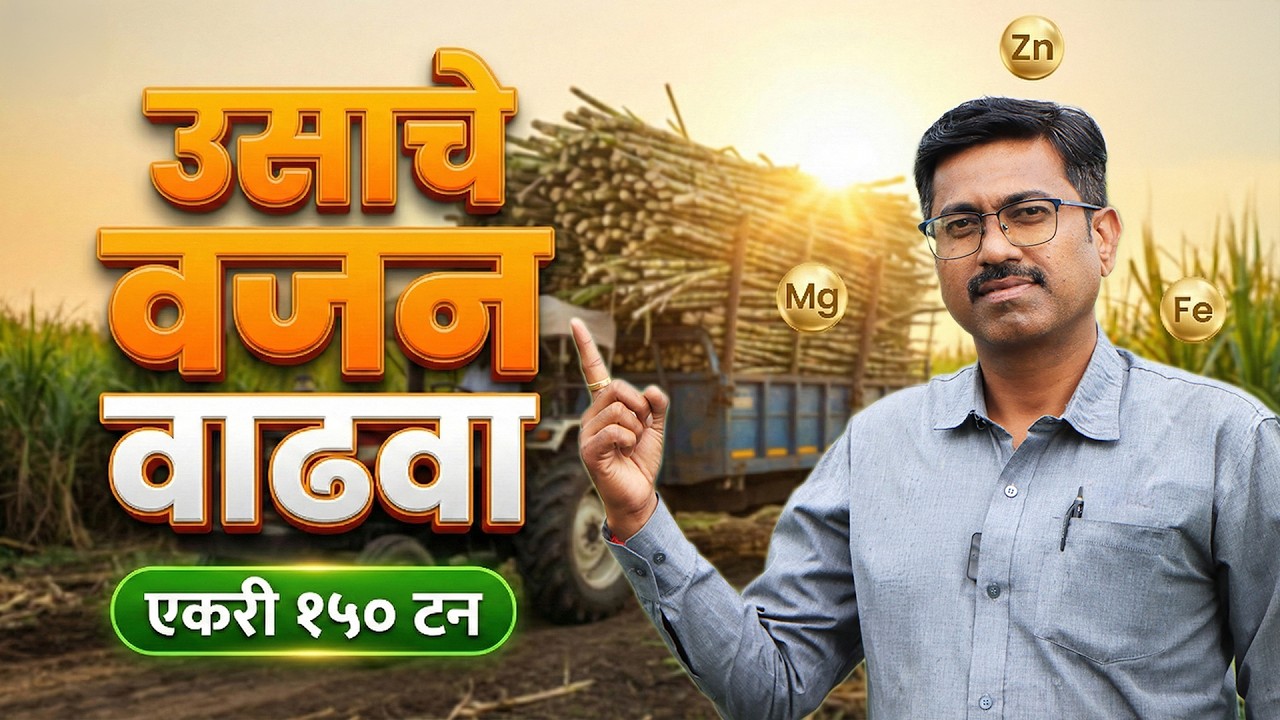 ऊस लागवडीनंतर 150 टन उत्पादनासाठी खत नियोजन | Us Lagwad | Sugarcane Farming | AgroStar