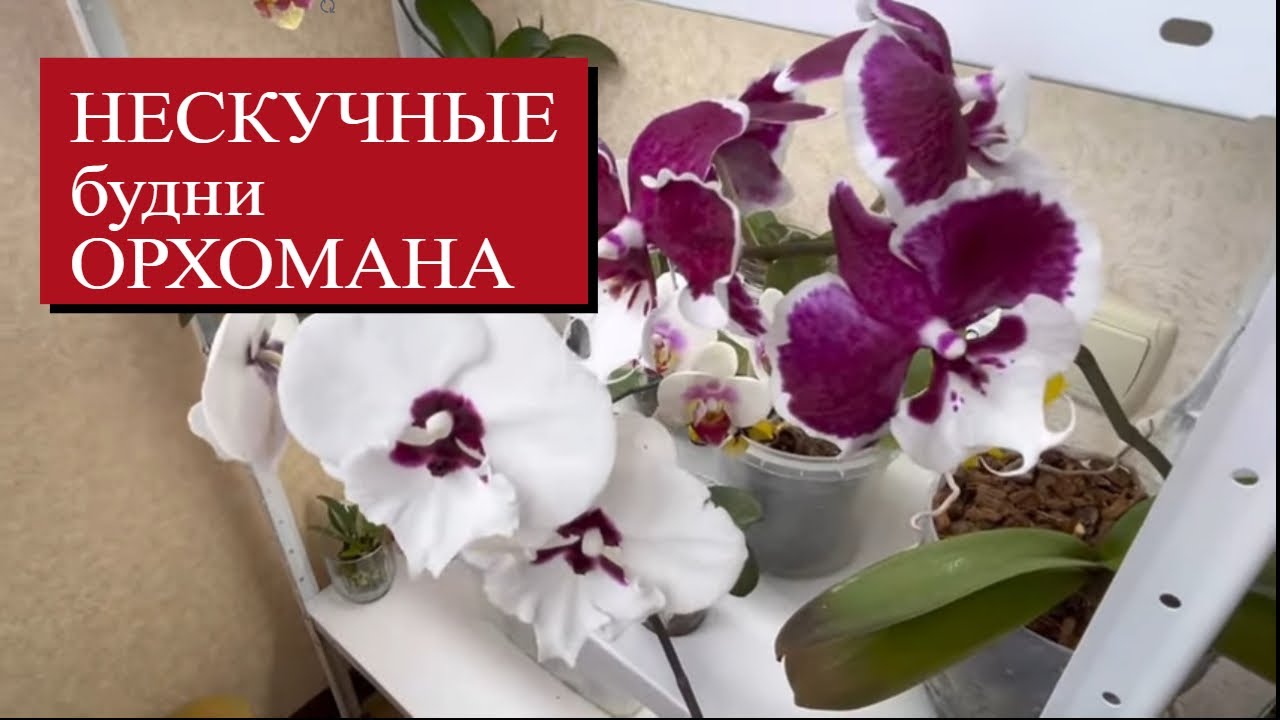 НАМАЗАЛА в ЖАРУ ПОЧКИ ОРХИДЕИ  ЧТО СЛУЧИЛОСЬ ЧЕРЕЗ ГОД?