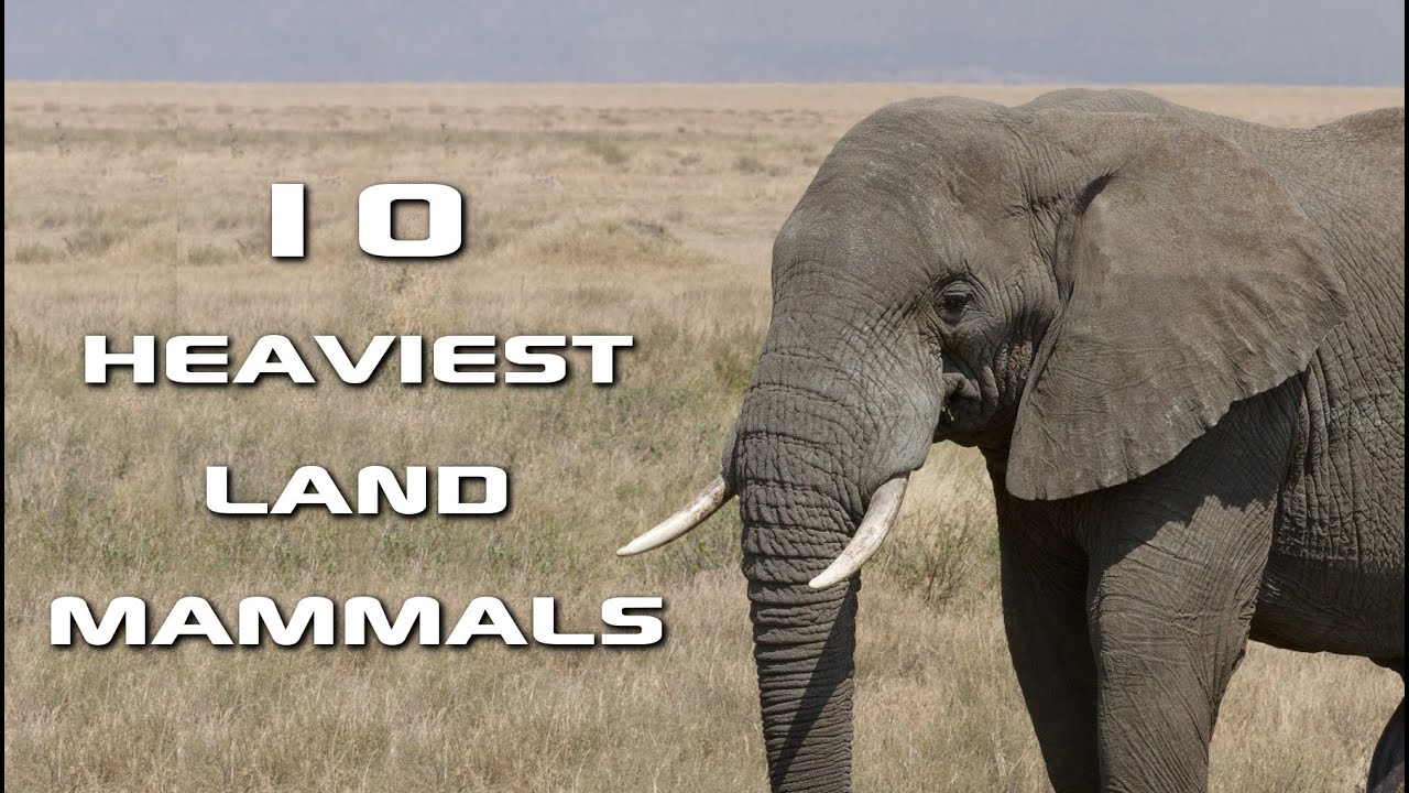 Top 10 Heaviest Land Mammals on Earth: Creature Countdown - FreeSchool