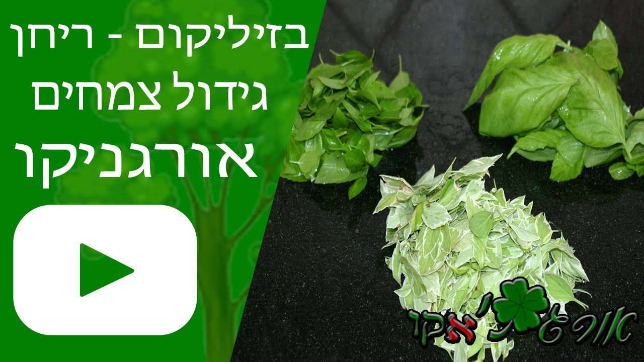 בזיליקום - ריחן - גידול צמח - אורגניקו
