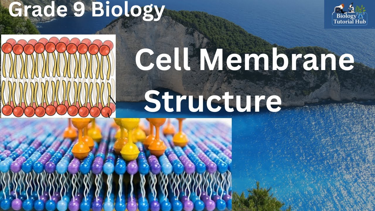 Structure of the Cell Membrane (Grade 9 Biology)