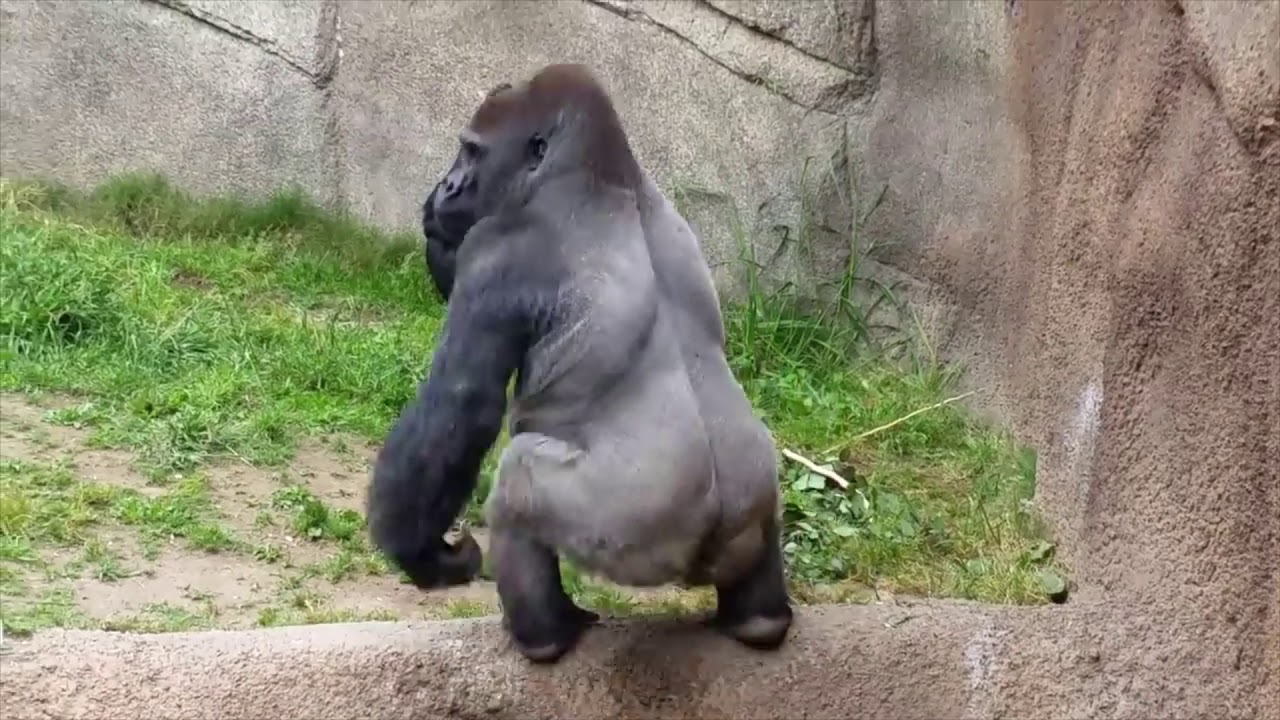 Monkeys fling shit