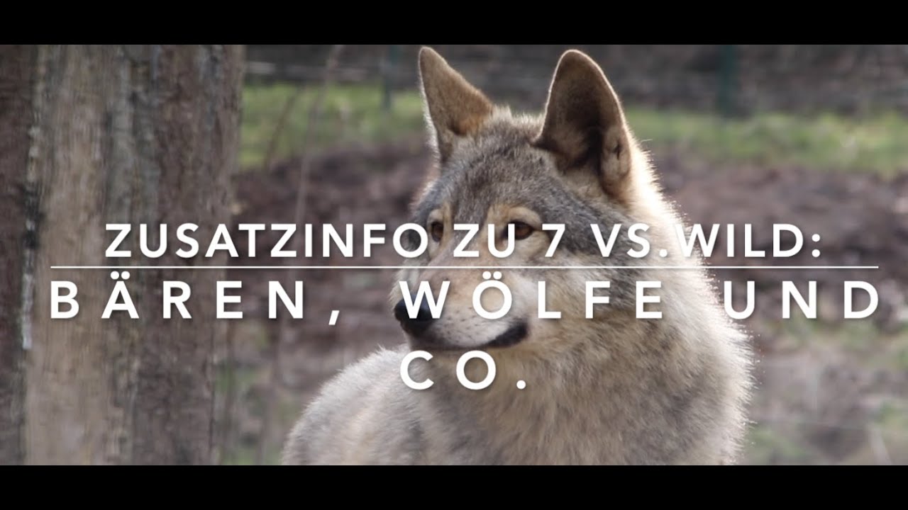 7 vs  Wild: Was ist mit Raubtieren?