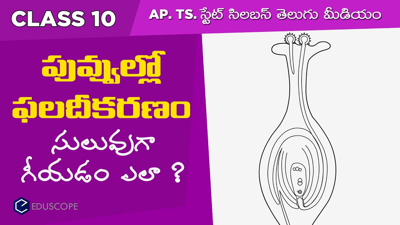 How to draw Fertilisation of flower in telugu | Class 10 biology | Edsucope 10th science diagrams