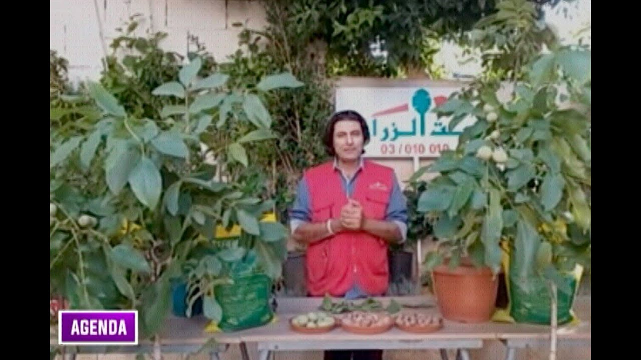 تابعوا كل التفاصيل عن زراعة شجرة الجوز مع الخبير الزراعي مروان حيدر
