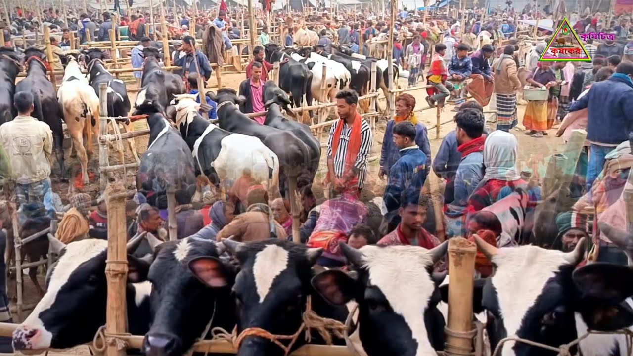 মাত্র ৪০০ টাকা হাসিল! অবিশ্বাস্য দামে বোয়ালিয়া গরুর হাটে খামার উপযোগী HF ক্রস ষাঁড় 🔥