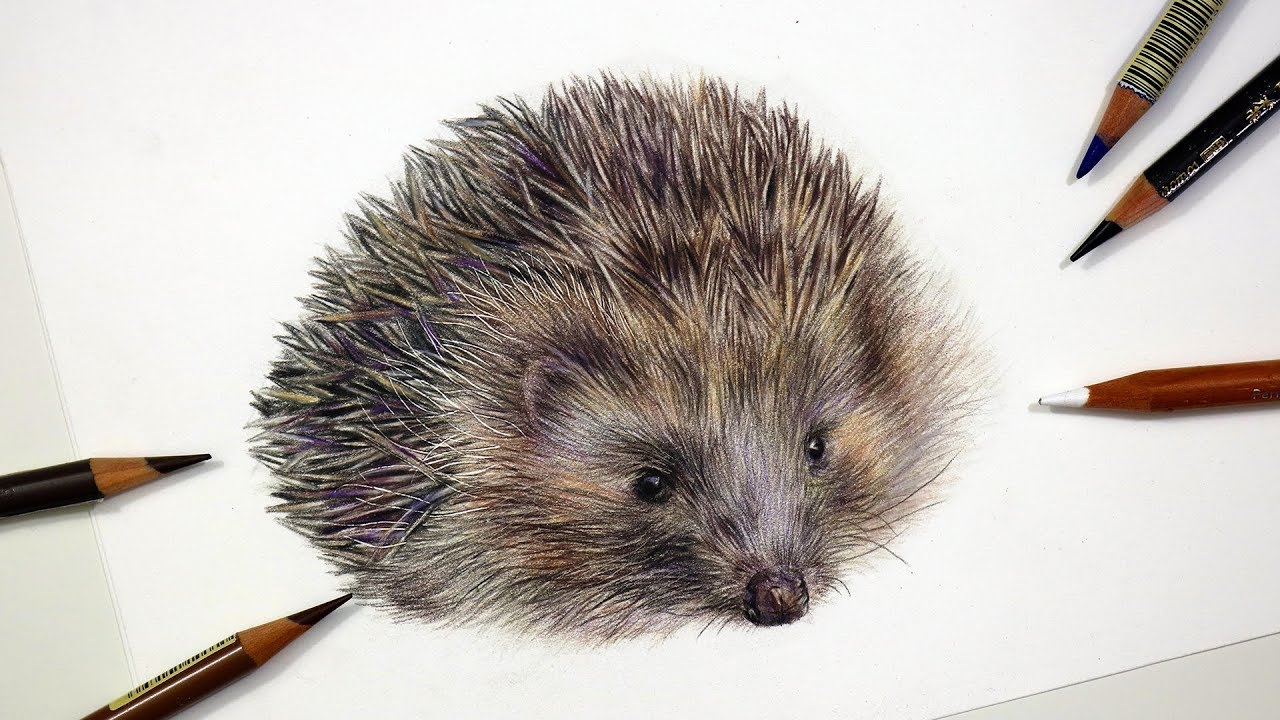 How To Draw a HEDGEHOG with Colored Pencil