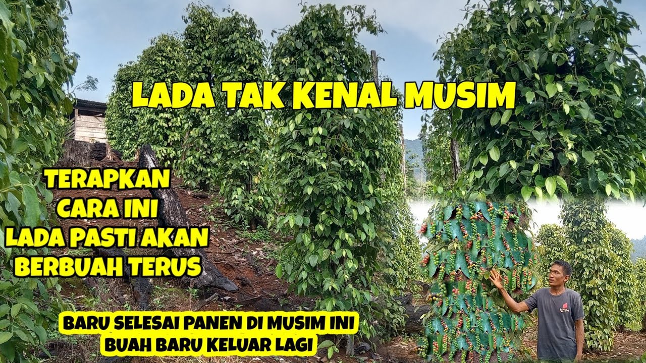 TAK AKAN BERHENTI BERBUAH, JIKA MELAKUKAN PERAWATAN SEPERTI INI. LADA TAK BERMUSIM.