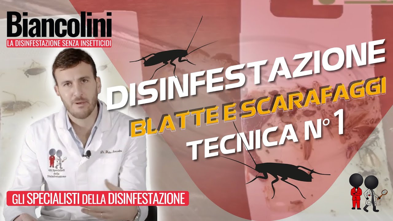 💥Disinfestazione Blatte e Scarafaggi  la tecnica numero 1 al mondo!💥