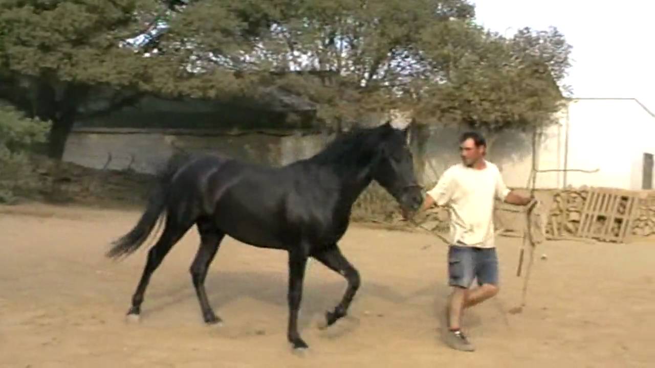 Viu Caballo Menorquin