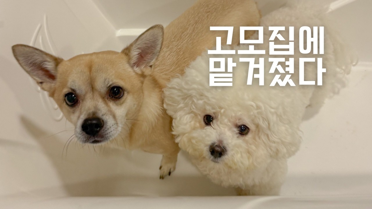 [고모집 시리즈 몰아보기 🎬] 고모집에 맡겨진지 1일차 부터 14일차까지 🐶🐾