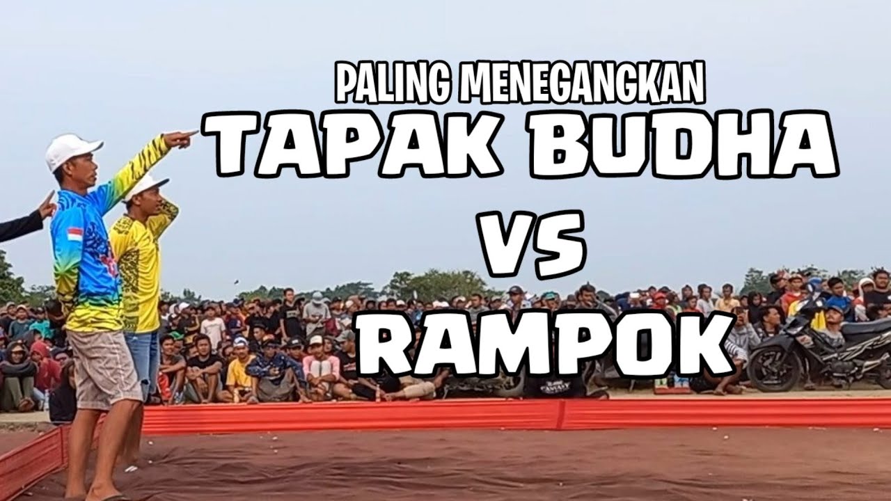 Menegangkan Rampok vs Tapak Budha Babak 6 burung 11 pasang
