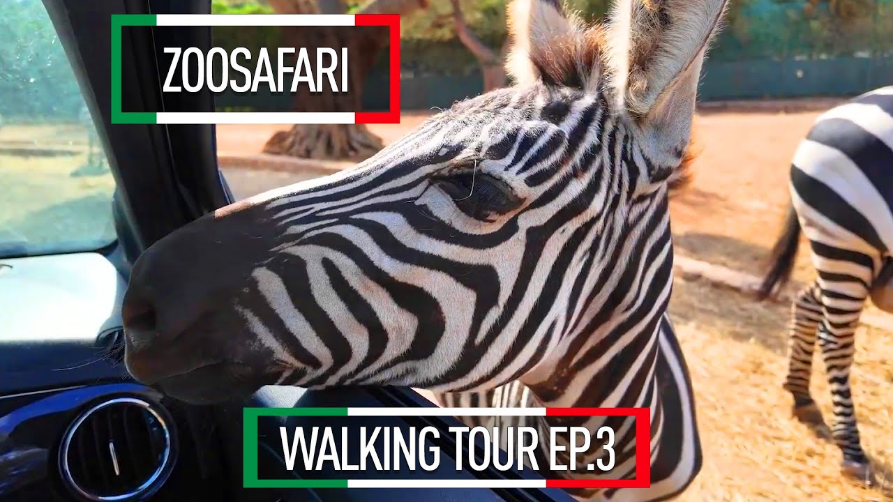 Just spent a few days wandering around in zoosafari part 3 in South Italy. #travel #italy
