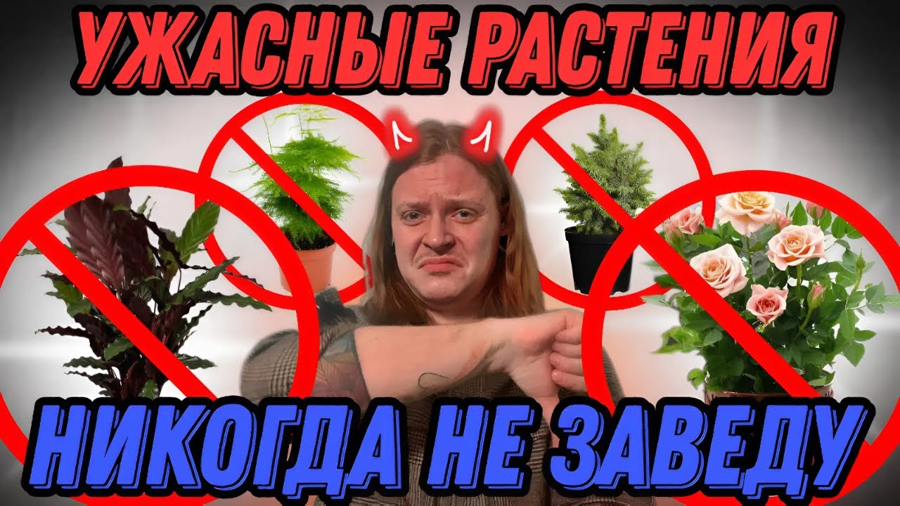 НИКОГДА БОЛЬШЕ НЕ ЗАВЕДУ ЭТИ РАСТЕНИЯ ДОМА