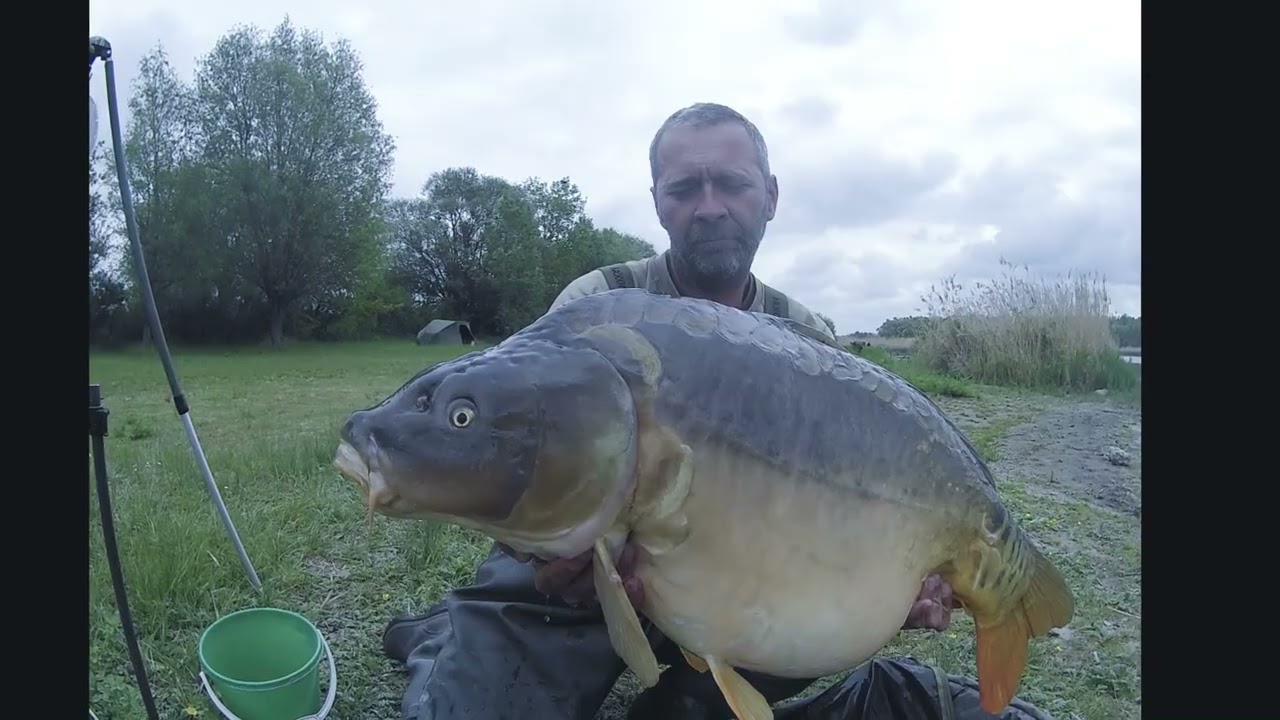 karp z rzutu ,duża płytka zaporówka    ,,andreas baits,,