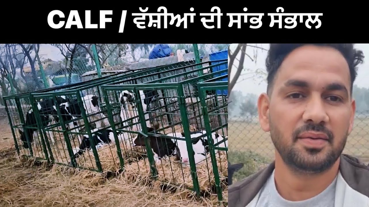 Calf / Vashiya Bina Dairy Farm Adhuraa | Ardaas Farm ਆਲੇ
