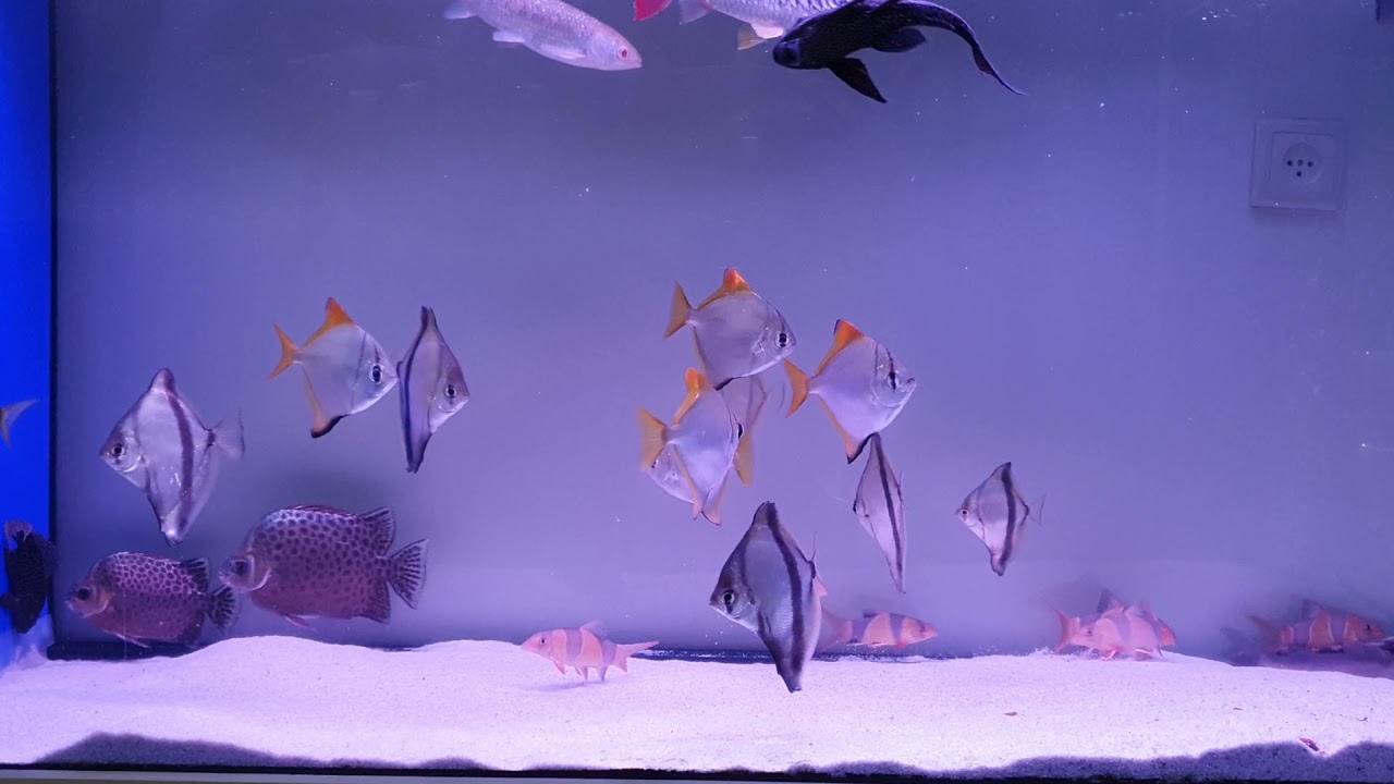 My Silver mono and mono seba tank 09/21