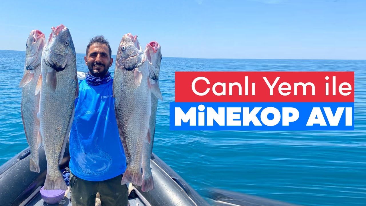 MİNEKOP AVI NASIL  YAPILIR B&Ouml;L&Uuml;M 1
