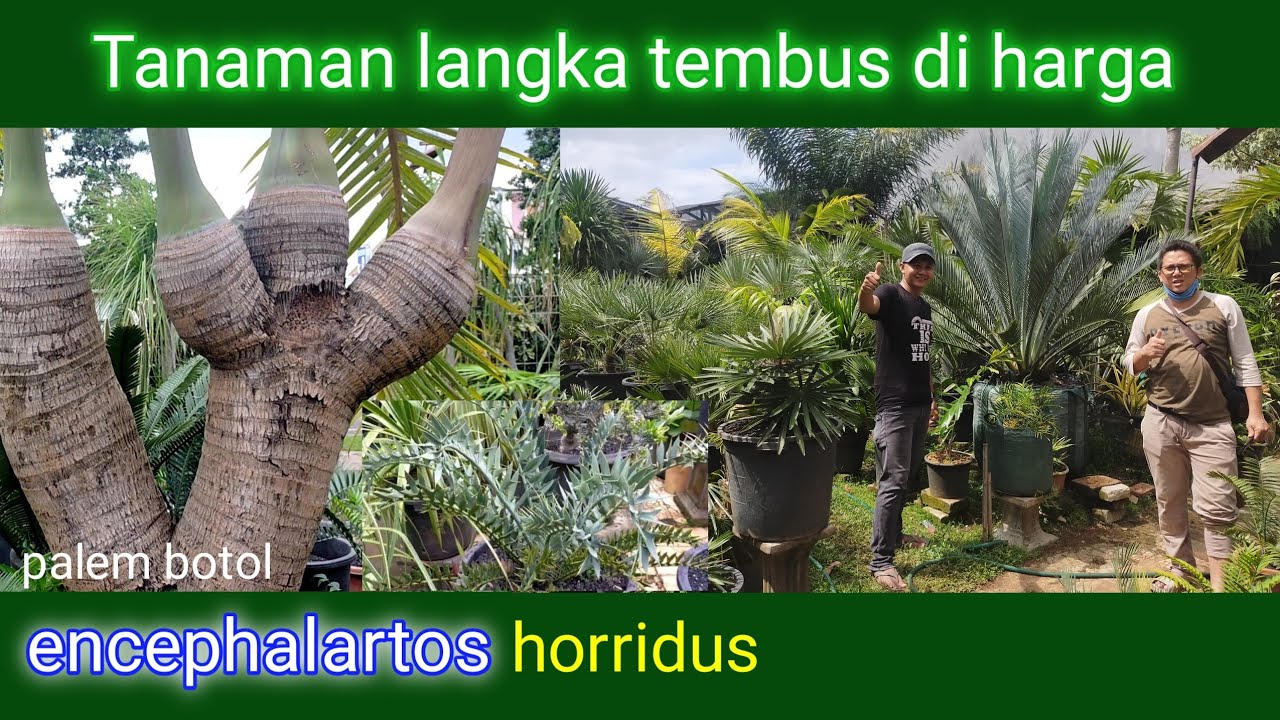 Harga encephalartos dan pohon palem langka di lapak petani 19