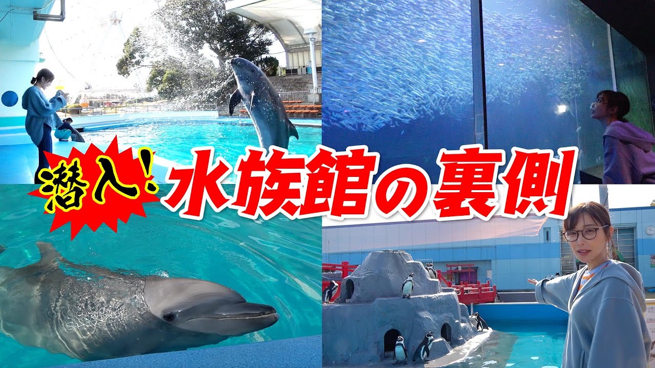 【魚屋の休日編】開園前の水族館裏側へ潜入‼️イルカショーでは思わぬ出来事も🤣