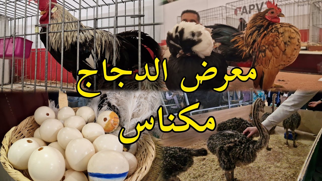 انواع جديده الدجاج الأسترالي والهندي في معرض مكناس