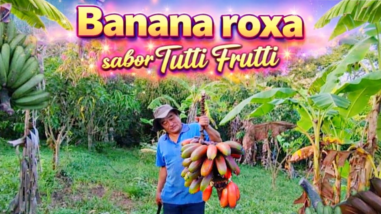 COLHEITA DA FAMOSA BANANA ROXA,SABOR TUTTI-FRUTTI!🍌💜