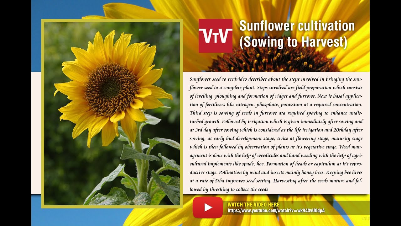 How to cultivate sunflower