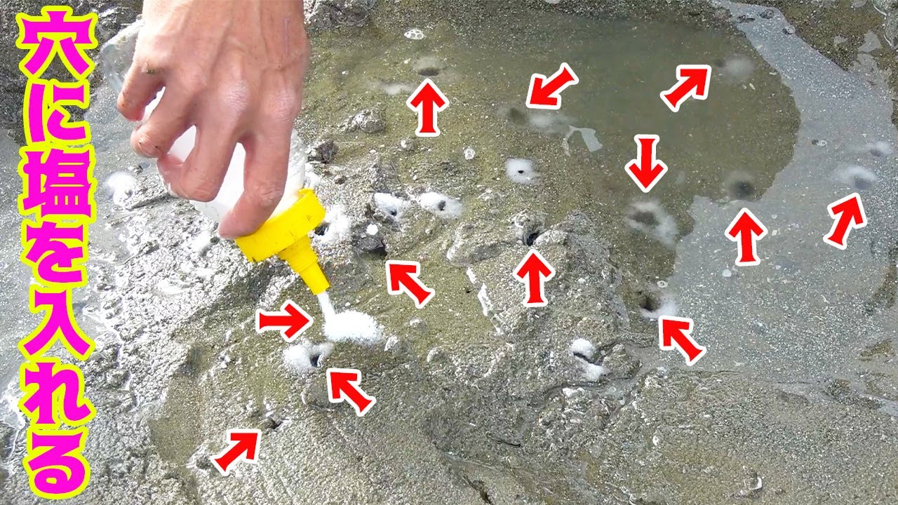 穴に塩を入れるだけで高級食材が無限に獲れる！？