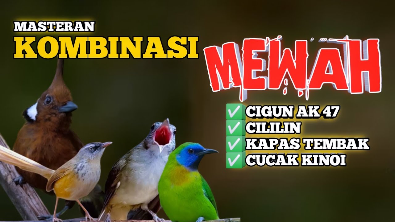 2 jam masteran KOMBINASI MEWAH‼️PALING DI CARI Cigun Cililin Katem dan Kinoi