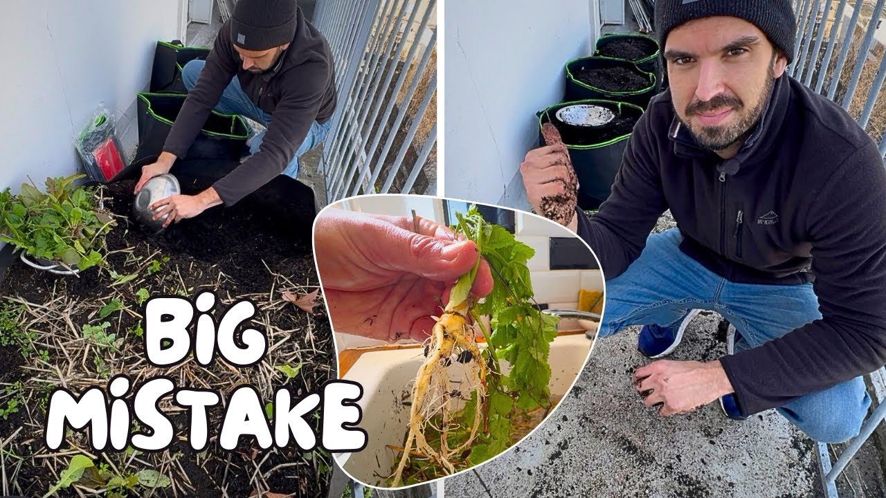 Why My Carrots Grew SHORT & Deformed (300L Grow Bag Mistake)