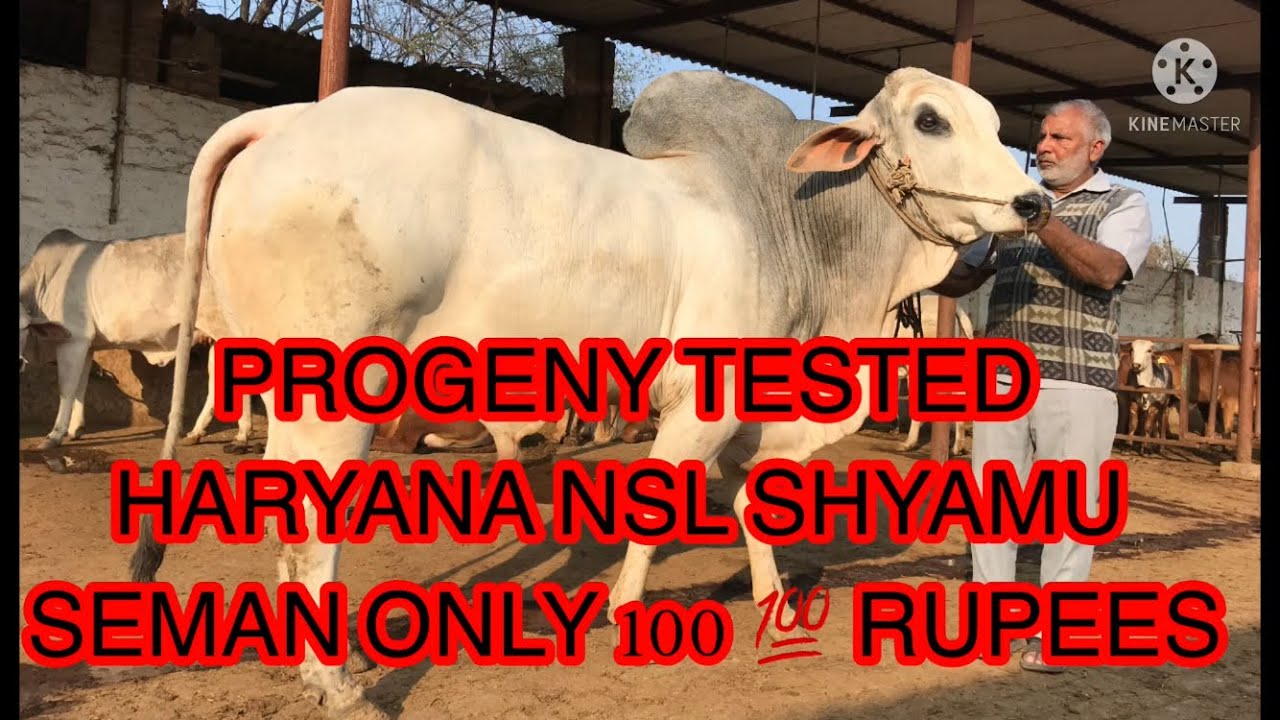 Yha se le Sakte h aap #champion bull #shyamu Haryananslbull ke Seman 💯 rupees only #sunilcowfarming