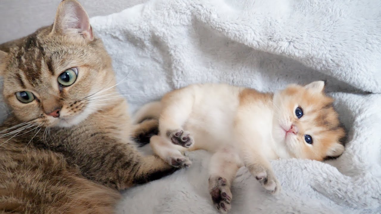 The kitten in a state of abandonment after being licked by mama cat was too cute