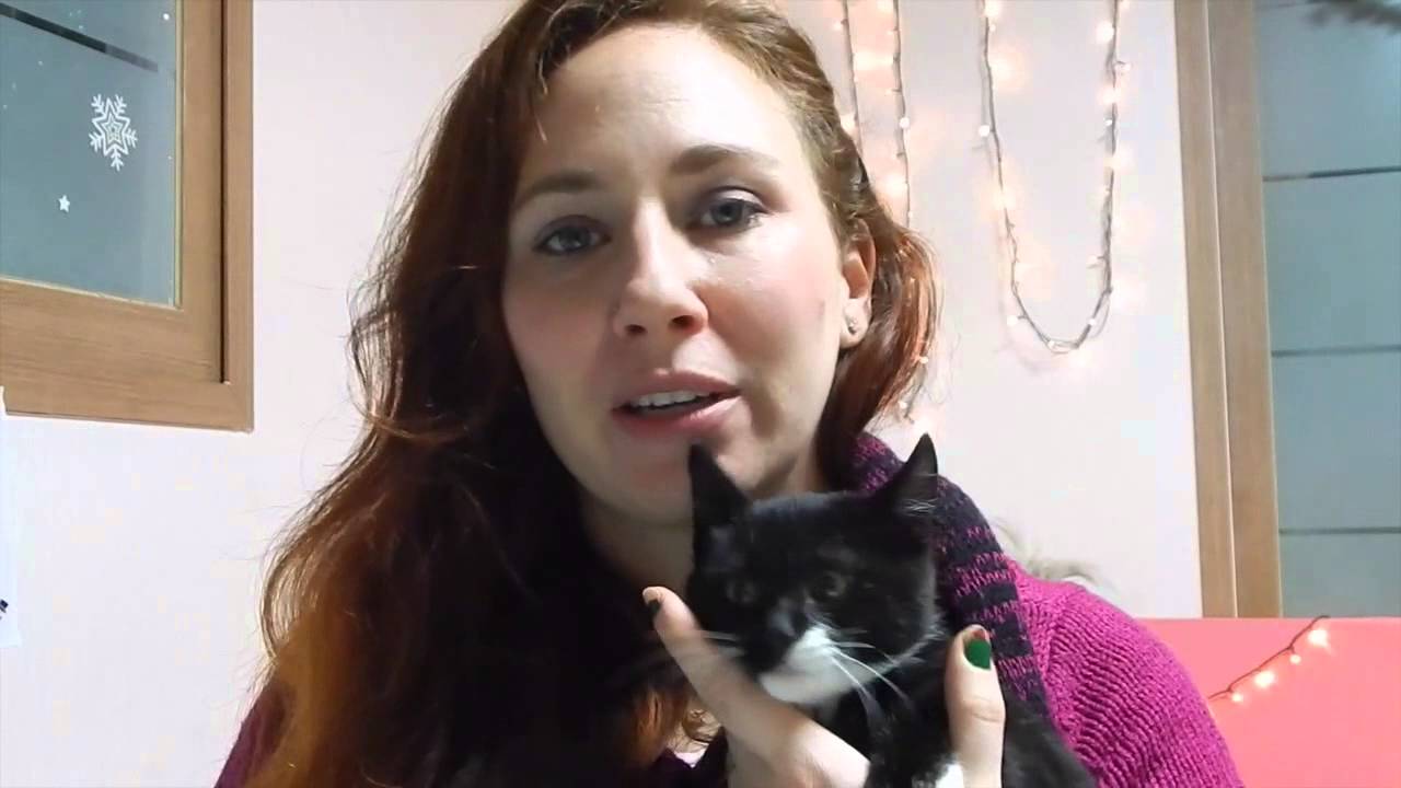 Pet culture and owning pets in Korea