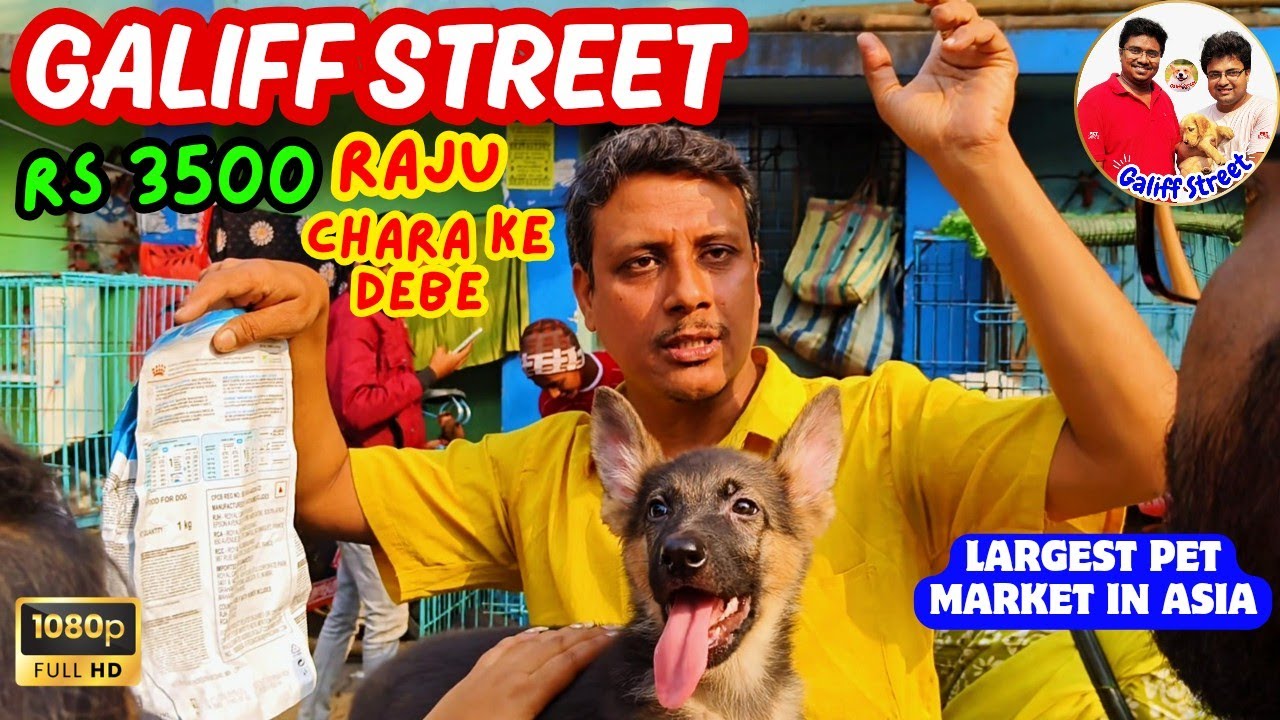 মাত্র 3500 টাকা থেকে কুকুর শুরু 😳🔥| Galiff Street Pet Market | Dog Market in Kolkata