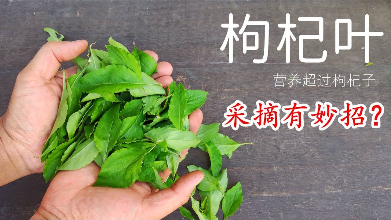 我为何更爱吃枸杞叶：比枸杞子还要有營養，原來枸杞叶這麽好，采摘枸杞叶真的需要妙招嗎？