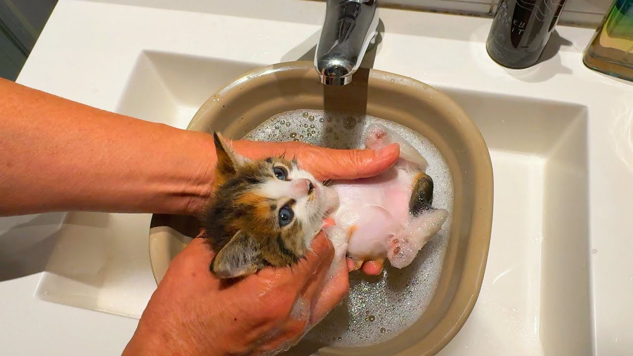 Kittens first bath