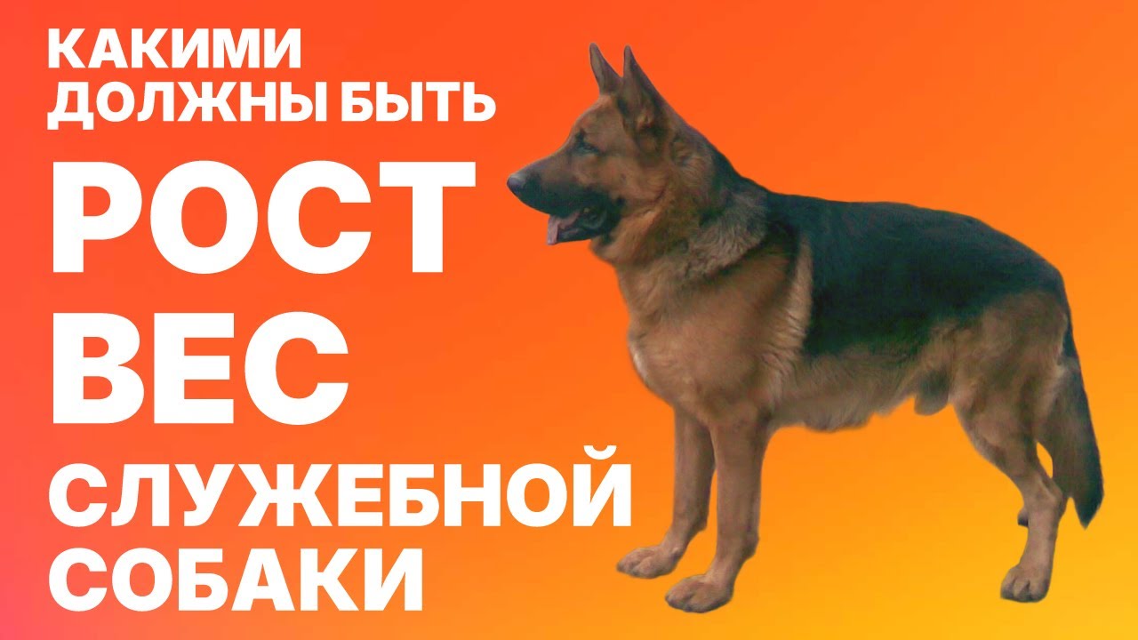 Рост и Вес Служебных Собак. Какими они должны быть. Ideal Height and Weight of Service Dogs.