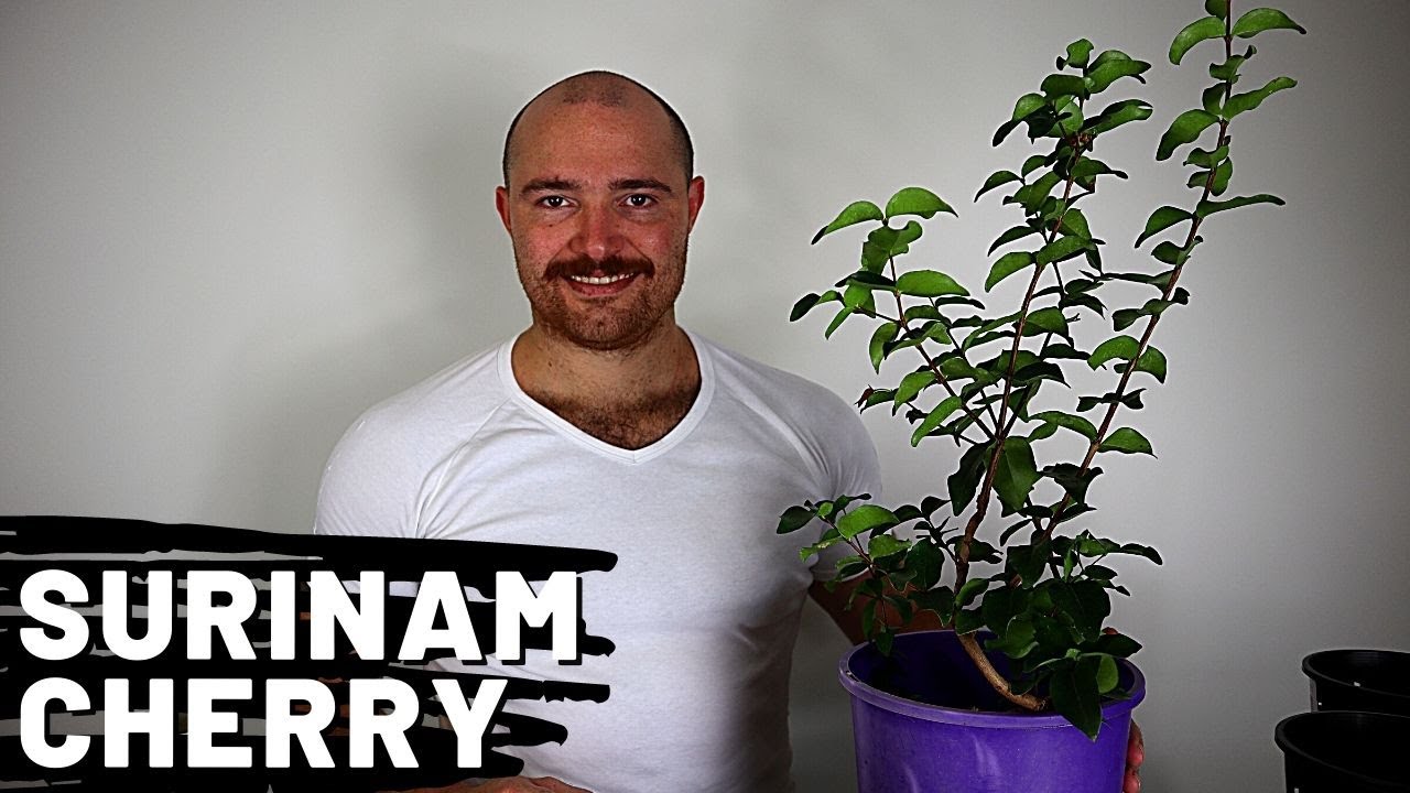 Repotting a Brazilian Cherry (AKA Surinam Cherry) Pre-Bonsai | Growing Bonsai from Cuttings