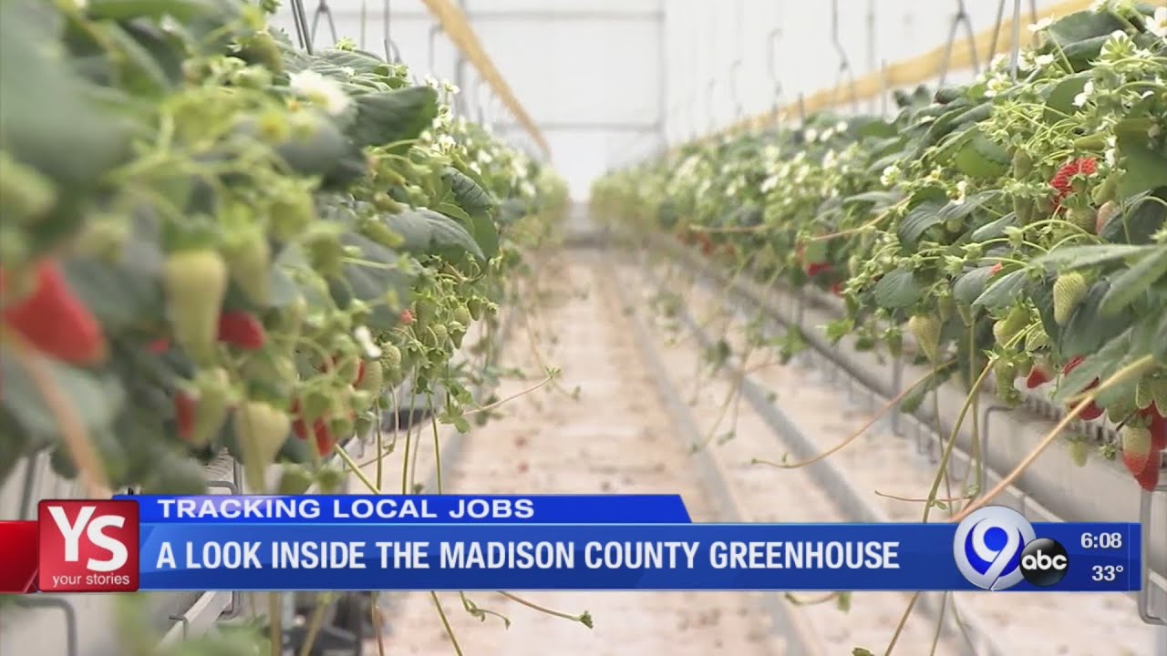 Massive greenhouse operation still growing in Madison County; strawberries in season now