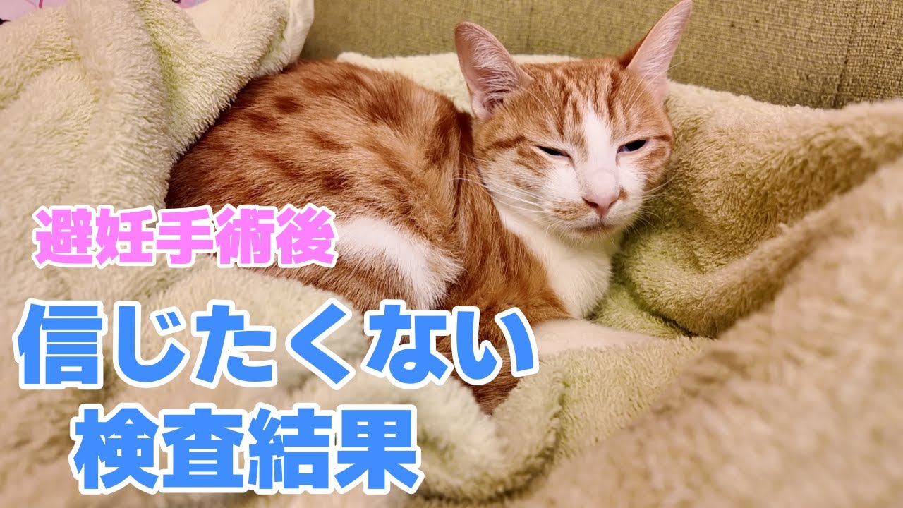 避妊手術から数日後、元気がなくなった理由がついにわかりました