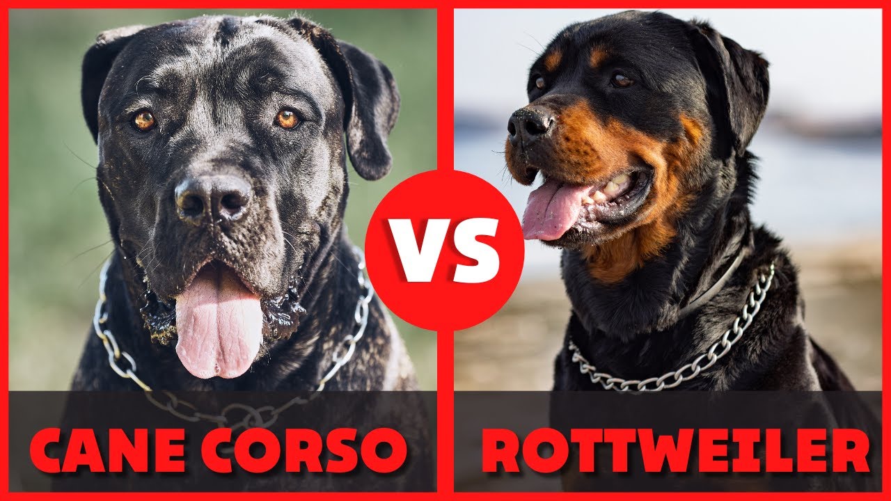 Cane Corso contro Rottweiler | Quale razza &egrave; migliore? | Differenze tra Rottweiler e Corso
