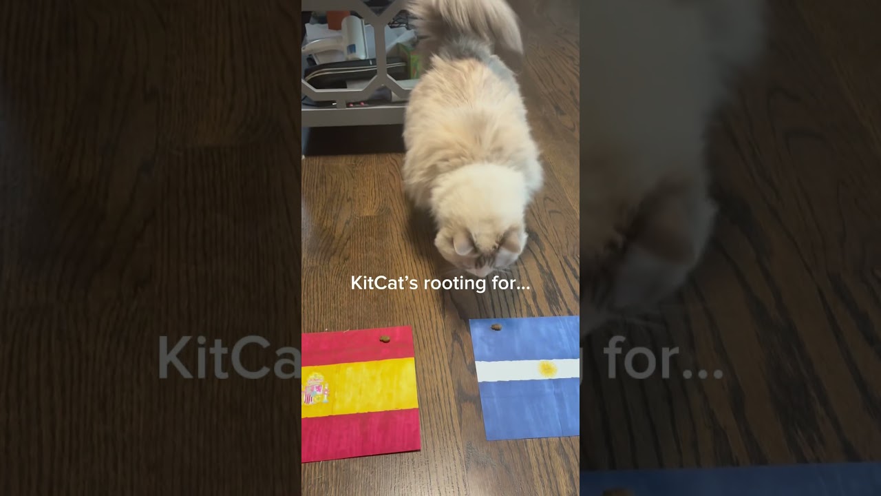 Argentina VS Spain @YourFluffBallBiscuit #fluffy #cat #cats #worldcup #fyp #foryou #kitten #ragdolls