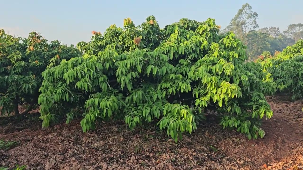Cách sử lý lộc nhỡ cho cây vải thiều