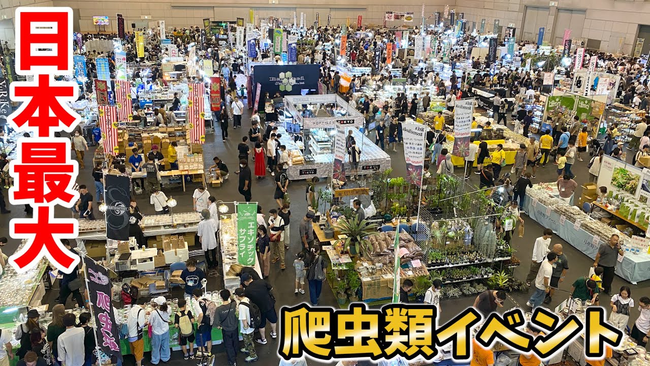 世界中の珍しい生き物が集まるイベントで過去最多の爬虫類達を撮影してきました！【JRS】【ジャパンレプタイルズショー】
