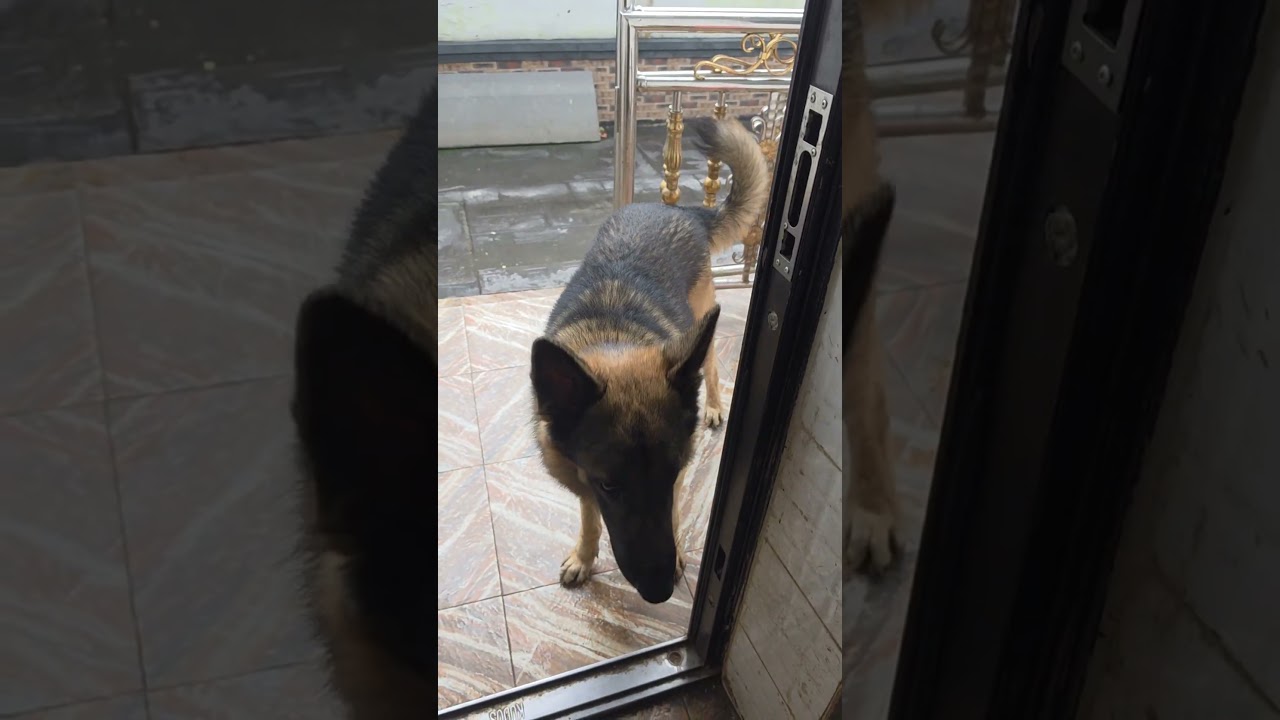 когда твоя собака устраивает протест из-за еды 🤣🤣🤣🐕 #немецкаяовчарка