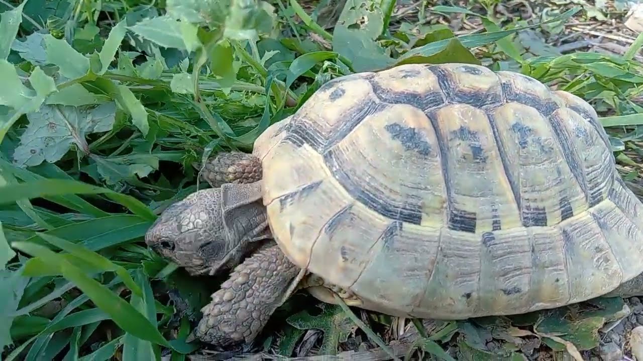 Curare la piramidizzazione del guscio delle tartarughe: l'unica cura 🐢🐢🐢