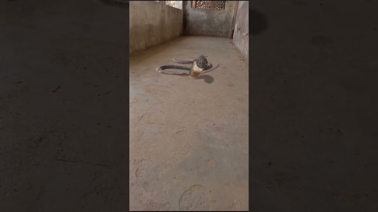 original cobra sound #snake #originalsnakesound #cobra #animlals #m4tv