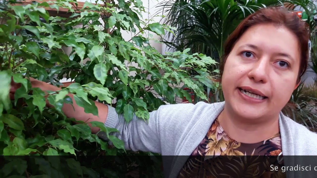 Piante da interno: consigli pratici su come coltivare il ficus benjamin