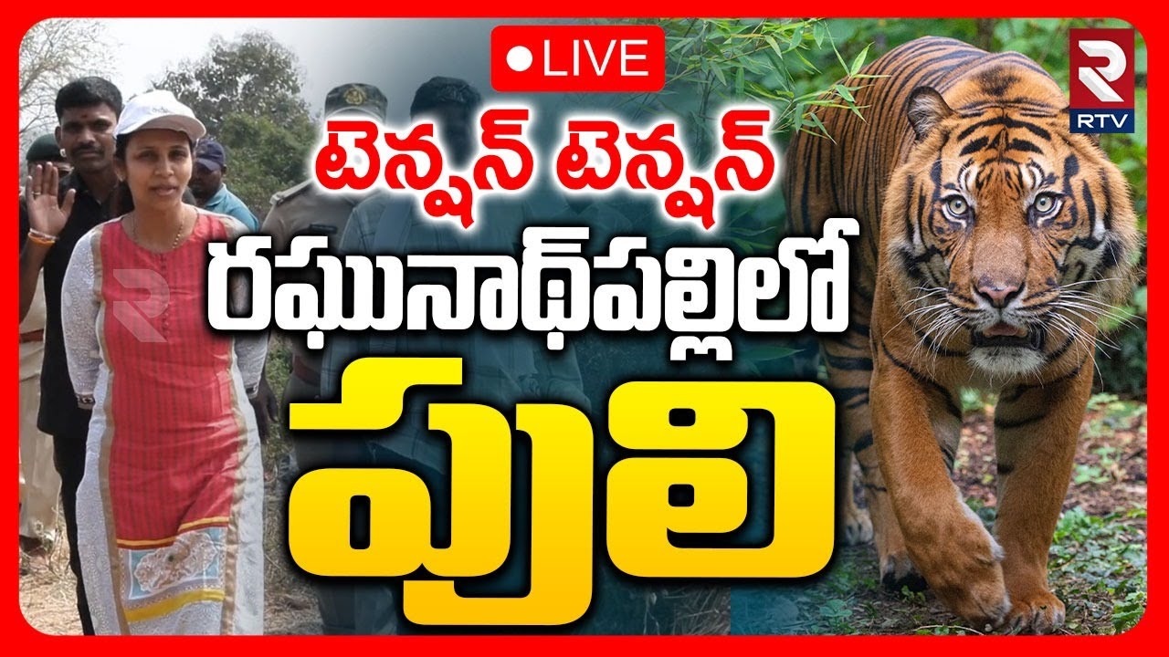 Tiger Hulchul In Telangana 🔴LIVE : రఘునాథ్&zwnj;పల్లిలో పులి.. | Jangoan | Warangal | Pedda Puli | RTV