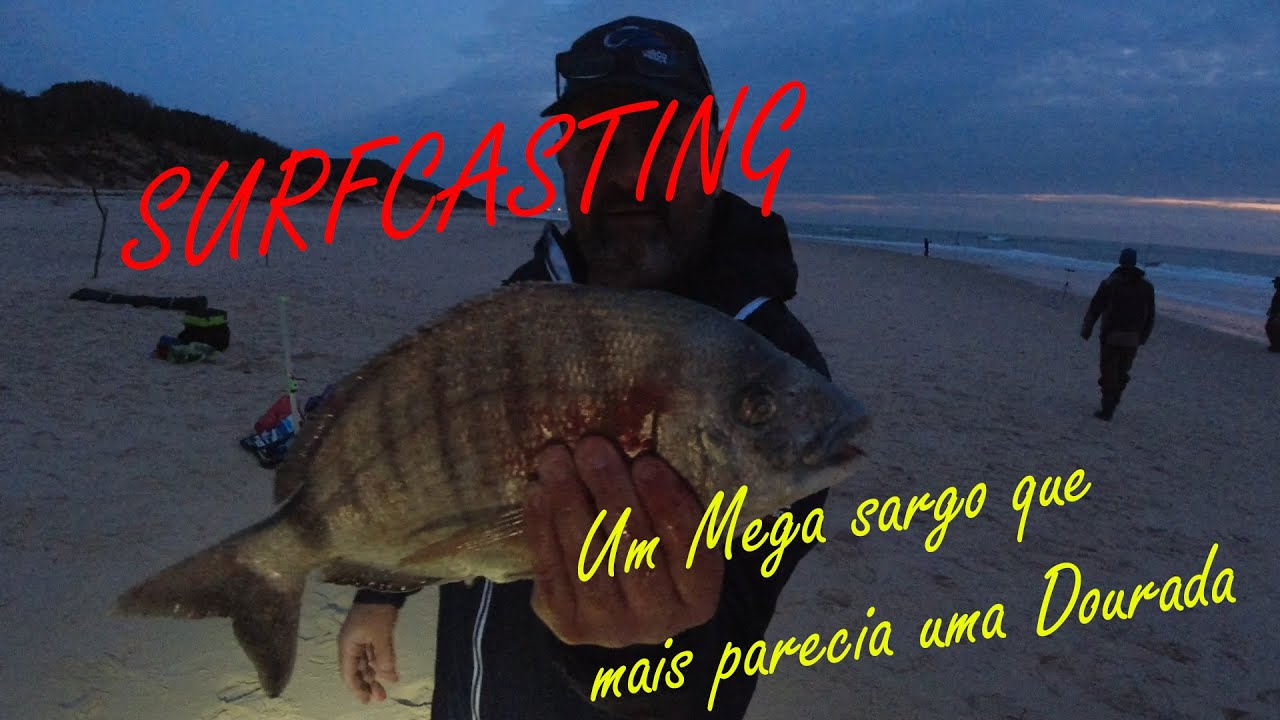 Pesca Surfcasting   o Mega Sargo que mais parecia uma Dourada